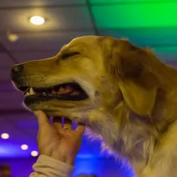 A golden retriever is getting some love and scritches from an audience member